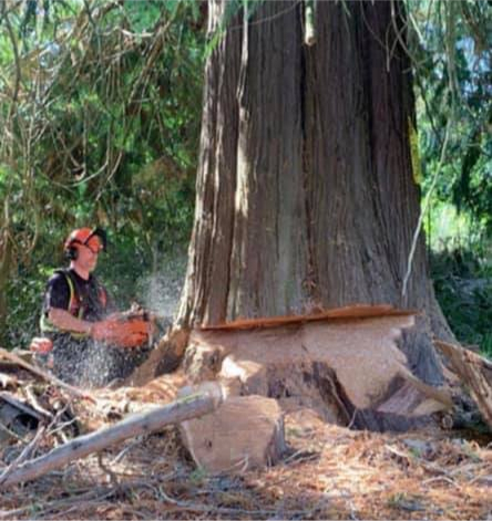 Tree Cutting